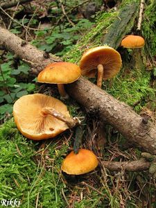 Šupinovka pařezová - Gymnopilus penetrans (Fr.) Murrill 1912