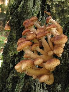 Václavka severská - Armillaria borealis Marxm. & Korhonen 1982