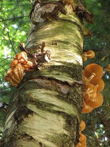 Václavka severská - Armillaria borealis Marxm. & Korhonen 1982