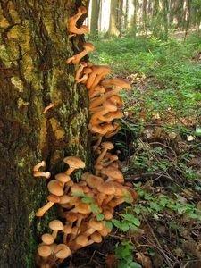 Václavka severská - Armillaria borealis Marxm. & Korhonen 1982