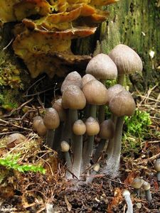 Helmovka bělomléčná - Mycena galopus var. nigra Rea