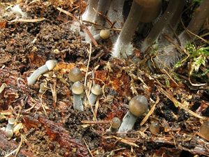 Helmovka bělomléčná - Mycena galopus var. nigra Rea