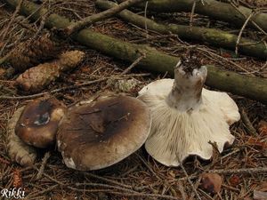 Holubinka osmahlá - Russula adusta (Pers.) Fr. 1838