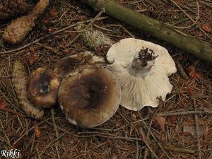 Holubinka osmahlá - Russula adusta (Pers.) Fr. 1838