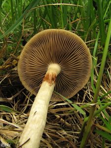 Polnička raná - Agrocybe praecox  (Pers.) Fayod 1889