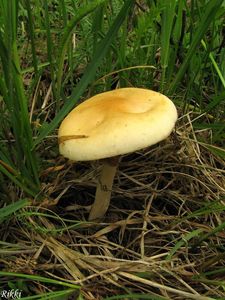 Polnička raná - Agrocybe praecox  (Pers.) Fayod 1889