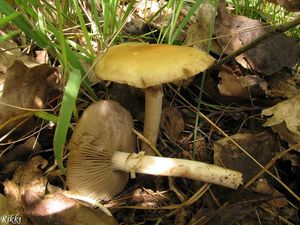 Polnička raná - Agrocybe praecox  (Pers.) Fayod 1889