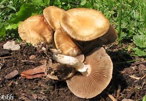 Polnička raná - Agrocybe praecox  (Pers.) Fayod 1889