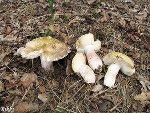 Holubinka fialovonohá - Russula violeipes