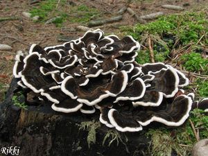 Outkovka pestrá - Trametes versicolor (L.) Lloyd 1921