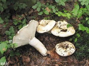 Ryzec peprný - Lactarius piperatus