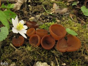 Klikni pro velký obrázek