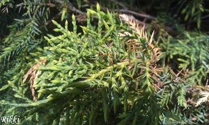 Jalovec přenašeč rzi hrušňové (Juniperus sp.)