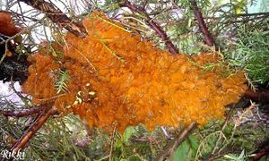 Jalovec přenašeč rzi hrušňové (Juniperus sp.)