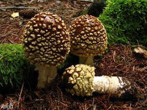 Klikni pro velký obrázek