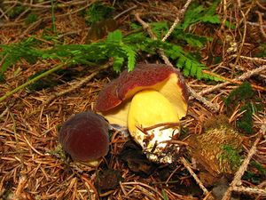 Klikni pro velký obrázek