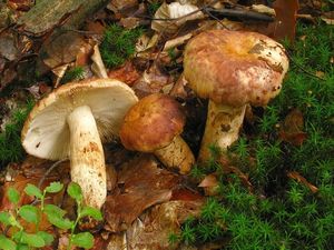 Klikni pro velký obrázek