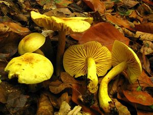 Klikni pro velký obrázek