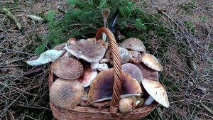 Klikni pro velký obrázek