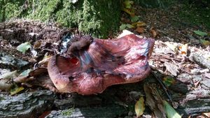 Klikni pro velký obrázek