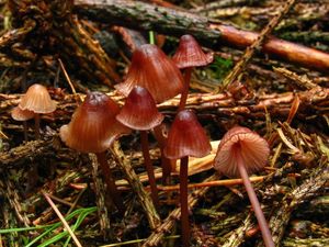 Klikni pro velký obrázek