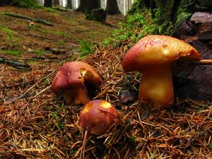 Klikni pro velký obrázek