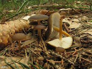 Klikni pro velký obrázek