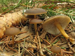 Klikni pro velký obrázek