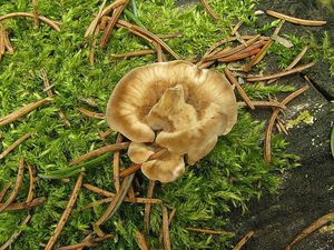 Klikni pro velký obrázek