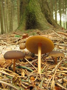 Klikni pro velký obrázek