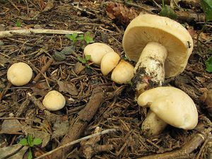 Klikni pro velký obrázek