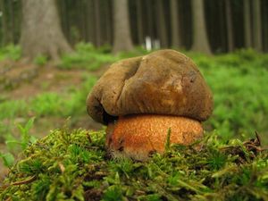 Klikni pro velký obrázek