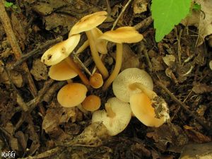 Klikni pro velký obrázek