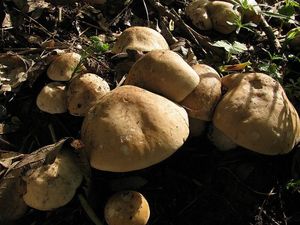 Klikni pro velký obrázek