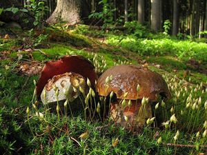 Klikni pro velký obrázek