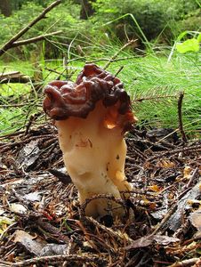 Klikni pro velký obrázek