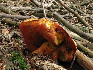 Klikni pro velký obrázek