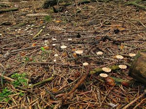 Klikni pro velký obrázek