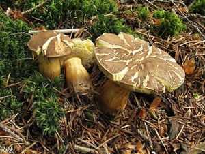 Klikni pro velký obrázek