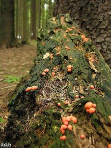 Klikni pro velký obrázek