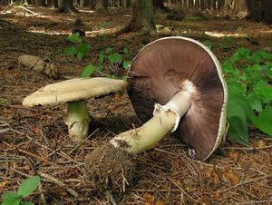 Klikni pro velký obrázek