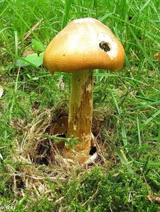 Klikni pro velký obrázek