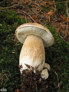 Klikni pro velký obrázek