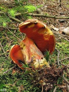 Klikni pro velký obrázek