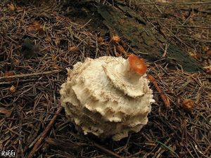 Klikni pro velký obrázek