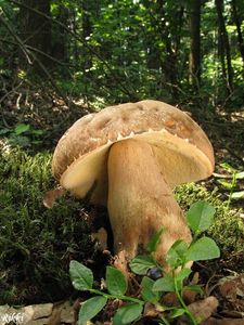 Klikni pro velký obrázek