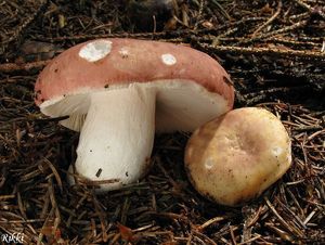 Klikni pro velký obrázek