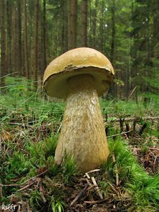 Klikni pro velký obrázek