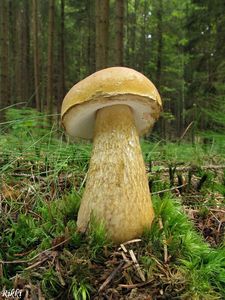 Klikni pro velký obrázek