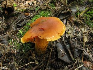 Klikni pro velký obrázek